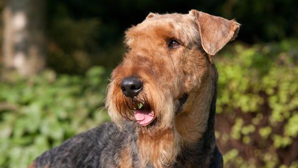 Find Airedale Terrier puppies for sale near Woodland Hills, CA