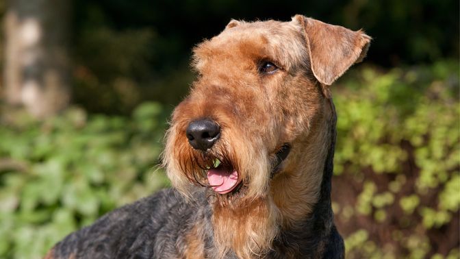 Airedale Terrier