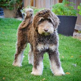 Kallye - Bernedoodle