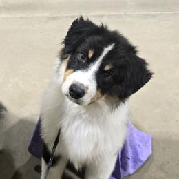 Miniature American Shepherd Puppies from Jem Miniature American Shepherds