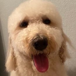 Goldendoodles from Bay Area Doodles