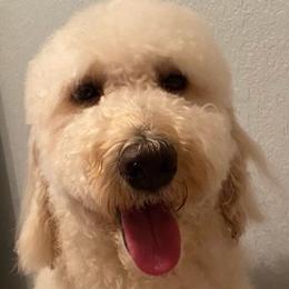 Goldendoodles from Bay Area Doodles