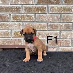 Girl 1 - Black Mouth Cur puppy in Tennessee from Narrow Road Farm