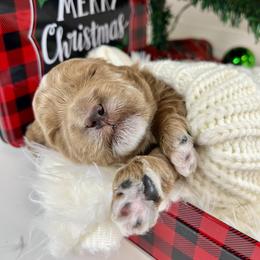 Grey Boy - Apricot male Goldendoodle puppy in Greeley, Colorado from Millie Billie Doodles