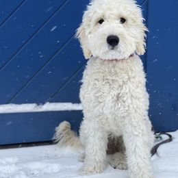 Charli - Goldendoodle