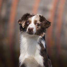 Beca - Miniature American Shepherd