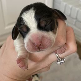 Beagle Puppies from Prairie Tail Beagles