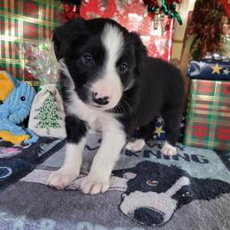 Jetty - Black and white male Border Collie puppy in Morgan, Texas from Shooting Star Ranch