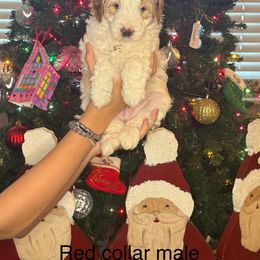 Goldendoodle Puppies from Gracious Doodle Dogs