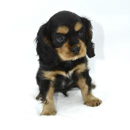 Cavalier King Charles Spaniel Puppies from Goddens Cavaliers