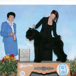 Bouvier des Flandres and Rat Terrier All Grown Up from DHart Farm & Kennel