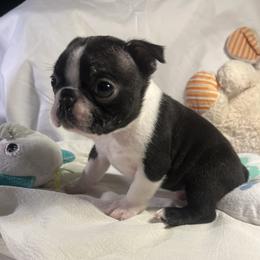 Boy 1 - Black and white male Boston Terrier puppy in Westville, Florida from Classic Boston Terriers