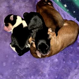 Maltese, Morkie, and Yorkshire Terrier Puppies from TenderLittleCuties