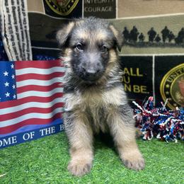 Boy 4 black collar - Black and tan male German Shepherd puppy in Joshua, Texas from American Viking GSD Ranch