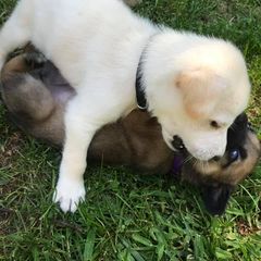 Chinook Puppies from Spook Nook Chinooks