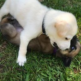 Chinook Puppies from Spook Nook Chinooks