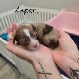 Aspen - Red merle male Aussiedoodle puppy in Prescott Valley, Arizona from Ramirez Family Doodles
