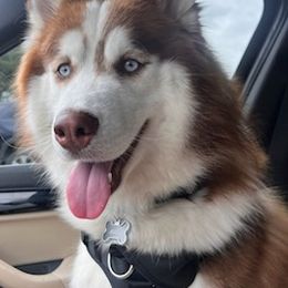 Siberian Huskies from Husky Love Home