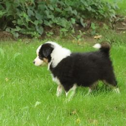 Diadem Secret X Bolo - Black tri female Miniature American Shepherd puppy in Tiskilwa, Illinois from First Harmony Farms