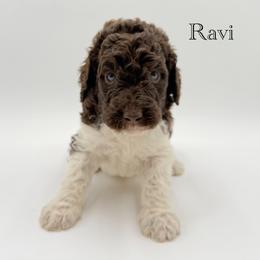 Ravi - Chocolate male Goldendoodle puppy in Milford, Pennsylvania from Doodles Are Golden
