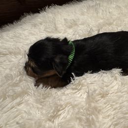 Puppy 2 - Black and tan male Yorkshire Terrier puppy in Dawsonville, Georgia from Lynn’s Precious Pups