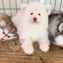 Simon - White male Pomsky puppy in Greeley, Colorado from Monarch Pomskies | Northern Colorado