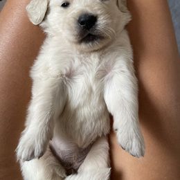 Golden Retriever Puppies from Blue water Goldens