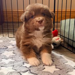 Nova - Red tri-color female Australian Shepherd puppy in Coldwater, Michigan from Northern Star Australian Shepherds