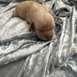 Buzz - Buff male Cocker Spaniel puppy in Tucson, Arizona from Desert Puppies