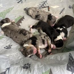 Miniature Australian Shepherd Puppies from Lil’ Bit Farms
