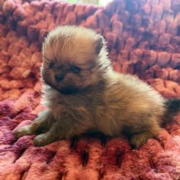 Teddy - Orange sable male Pomeranian puppy in Waterloo, Indiana from Garcias Pomeranian