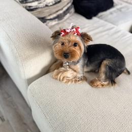 Jaide - Yorkshire Terrier
