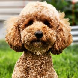 Ruby - Goldendoodle