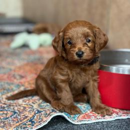 Buzz - Red  male Goldendoodle puppy in Wharton, Texas from Little Fur Friends