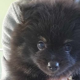 Boy 1 - Black and tan Pomeranian puppy in Port Charlotte, Florida from PepperJack Poms