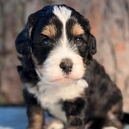 Pacific - Tri-color male Bernedoodle puppy in Russellville, Arkansas from Crossgate Doodles