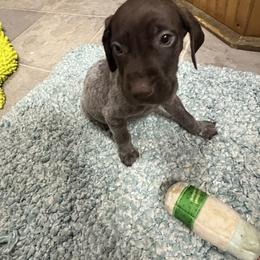 Mr Big 3 - Liver roan male German Shorthaired Pointer puppy in Troy, North Carolina from Uwharrie GSP