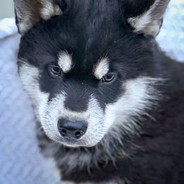 Titan - Black and white male Siberian Husky puppy in Grant City, Missouri from Timberline Paws