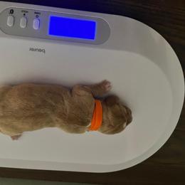 Girl 1 - female Basset Hound puppy in Willow Spring, North Carolina from Blackberry Creek Basset Hounds
