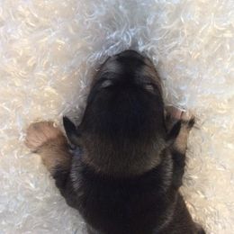 Goldendoodle and Miniature Schnauzer Puppies from Very Special Mini Schnauzers and Goldendoodles