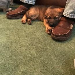 German Shepherd Puppies from K&L Kennels