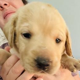 Violet - Yellow female Labrador Retriever puppy in Rock Hill, South Carolina from North Star Retrievers