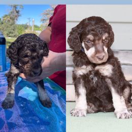 Poodle Puppies from Country Side Kennels