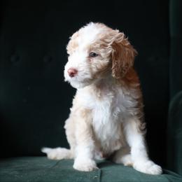Carlisle - male Aussiedoodle puppy in Redding, California from Farmstead Doodles