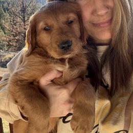 Sage - Dark golden male Golden Retriever puppy in Post Falls, Idaho from Mountain View Goldens