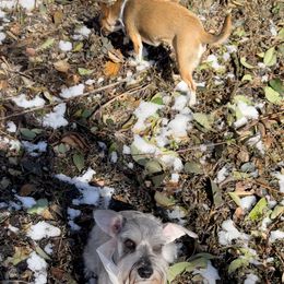 Miniature Schnauzer All Grown Up from Made with Love