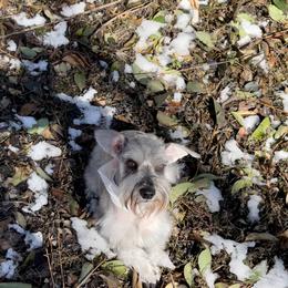 Miniature Schnauzer All Grown Up from Made with Love