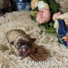 Boy 1 - male Shih Tzu puppy in Roanoke, Virginia from Adeline Joys Shih tzus of Roanoke Virginia