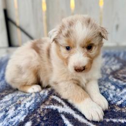 Daisy - Red merle female Australian Shepherd puppy in Vernal, Utah from Dancing M Australian Shepherds