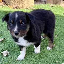 Mitch - Black tri-color male Australian Shepherd puppy in Mount Vernon, Texas from RJ's Aussie Posse